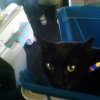 2007-08-24 Chat en train_l.jpg